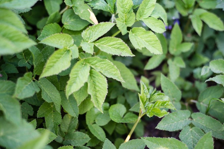 égopodes et plantes comestibles d'automne