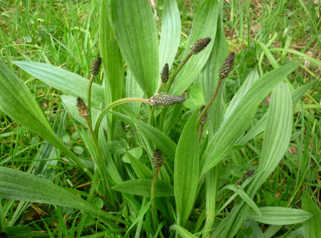 Plantain et et plantes comestibles d'automne